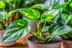 N'Joy Pothos – Live Plant in 2 Inch Pot - Air Purifier Plant to Make Your House Healthier