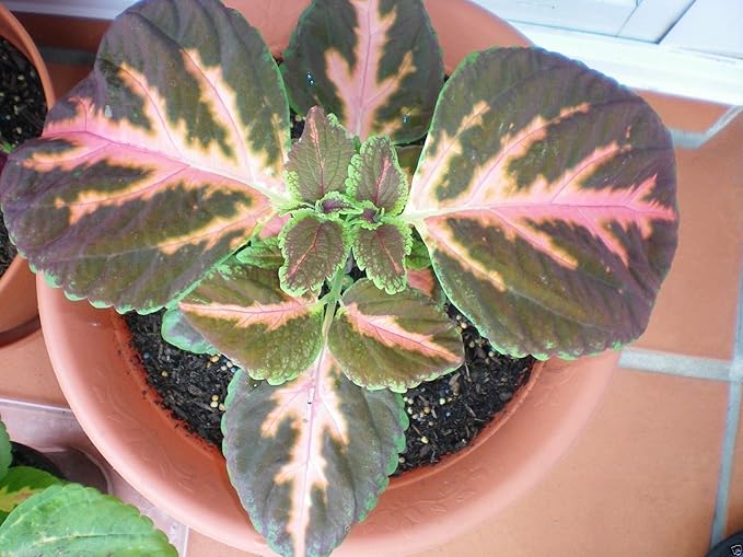 Coleus Wizard Mosaic,Annual Flowers Seed,Easy To Grow, Shade Loving Plant !(100 Seeds)