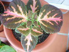 Coleus Wizard Mosaic,Annual Flowers Seed,Easy To Grow, Shade Loving Plant !(100 Seeds)