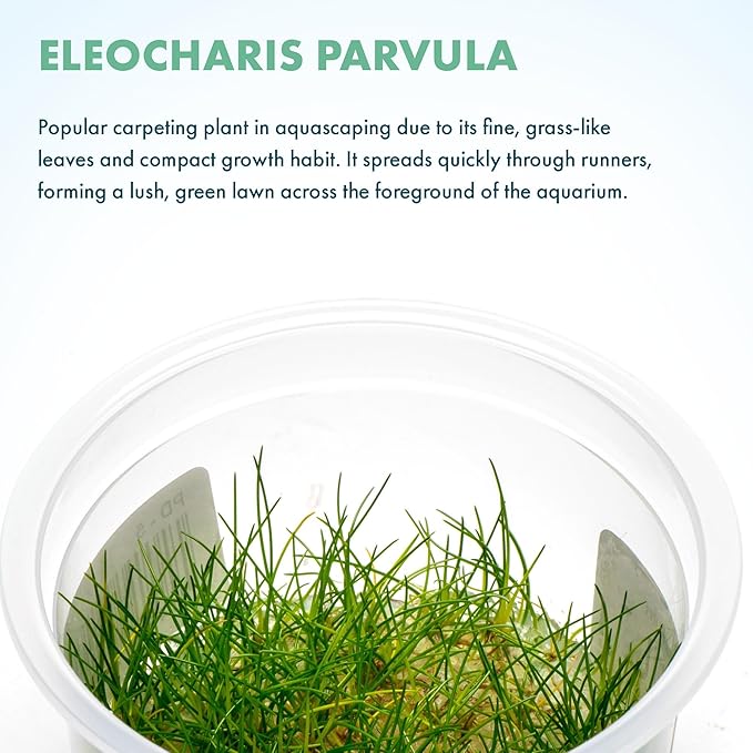 SubstrateSource Live Aquarium Plant - Eleocharis parvula - Snail Free in-Vitro Easy Care Freshwater Aquatic Plants for Aquascaping, Med - High Light, Fast Growth - Tissue Culture