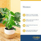 Costa Farms Monstera, Swiss Cheese Plant Live Plants in Decorative Pot,Large Indoor Houseplant, Perfect for Home, Room, or Office Decor, Great House Warming or Birthday Gift, 2-3 Feet Tall, Pack of 2