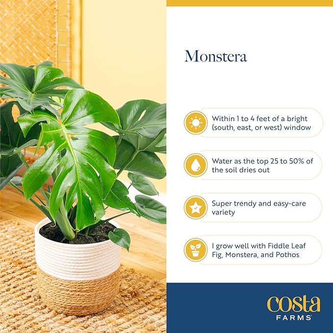 Costa Farms Monstera, Swiss Cheese Plant Live Plant in Decorative Pot, Large Indoor Houseplant, Perfect for Home, Room, or Office Decor, Great House Warming or Birthday Gift, 2-3 Feet Tall