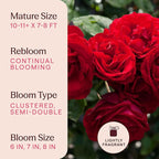 Heirloom Climbing Roses, Live Own Root Plant for Outdoor Garden, Dublin Bay®, Lightly Fragrant, Hardiness Zones 5-10, Continual Blooming