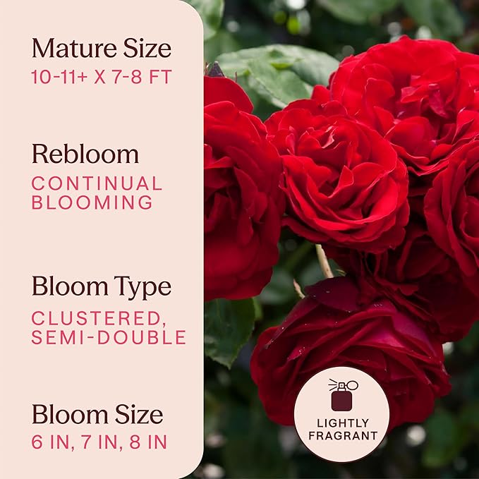 Heirloom Climbing Roses, Live Own Root Plant for Outdoor Garden, Dublin Bay®, Lightly Fragrant, Hardiness Zones 5-10, Continual Blooming