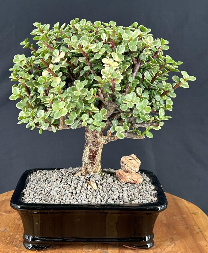 Variegated Baby Jade Bonsai Tree - Large 'Elephant Bush', Rare Succulent (Portulacaria Afra Variegata)