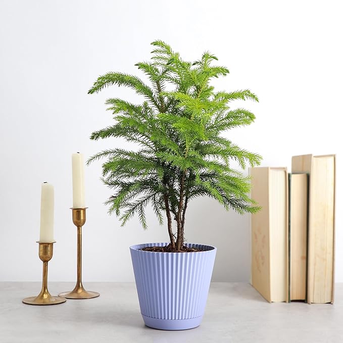 Thorsen's Greenhouse Live Norfolk Island Pine Plant, Christmas Greenery Gift or Decor, Air Purifying Premium Indoor Houseplant, Mature 4" Diameter Pot (Lavender, 4-inch Pot)