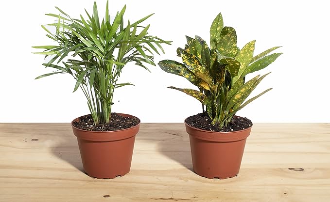 Shop Succulents | Standing Collection | Hand Selected, Air Purifying Live Indoor House Plant, Croton Petra & Parlor Palm