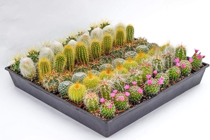 Cactus Plants Live – Small Assorted 2-Inch Cactus Plants – Fully Rooted Potted Cactus Plants – Live Cactus Plant Set (40)