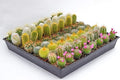 Cactus Plants Live – Small Assorted 2-Inch Cactus Plants – Fully Rooted Potted Cactus Plants – Live Cactus Plant Set (40)