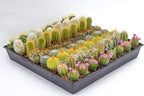 Cactus Plants Live – Small Assorted 2-Inch Cactus Plants – Fully Rooted Potted Cactus Plants – Live Cactus Plant Set (40)