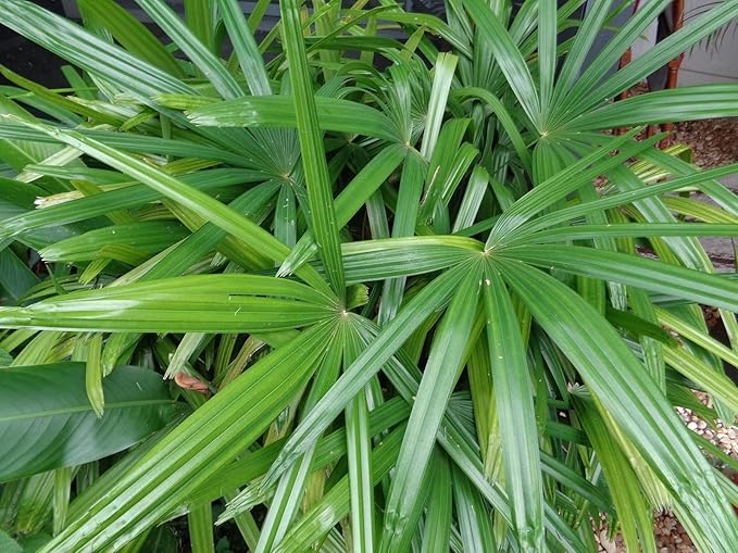 Lady Palm - 3 Live Plants in 6 Inch Growers Pots - Rhapis Excelsa - Beautiful Clean Air Indoor Outdoor Houseplant