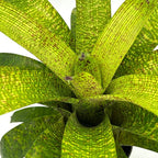 ragnaroc Live Plants – Bromeliad Vrisea Fenestralis, 4-8" in 4" Pot - 1ct - Live Arrival Guaranteed - House Plants for Home Decor & Gift