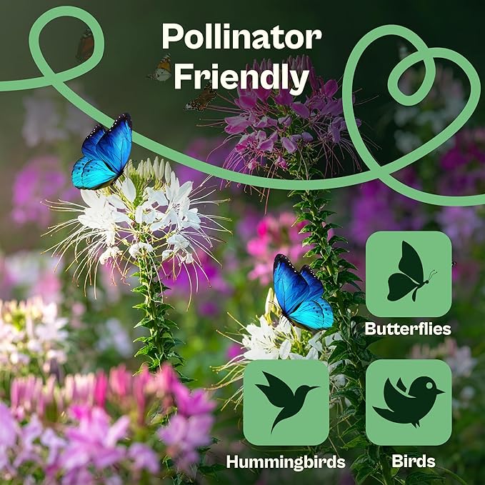 SVI 1600 Spider Plant Seeds (Cleome hassleriana) – Cleome, Spider Pink Flower Seed Packets Bulk, Wildflower Seed – Heat Tolerant Wild Flowers, Annual Cut Flower Seeds for Outdoor Garden, Flowers Beds