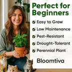 Catnip Seeds for Planting Indoors and Ourdoors - 𝗡𝗢𝗡-𝗚𝗠𝗢 Cat Nip Seeds (Bulk Pack) Heirloom Herb - Made in 𝗨𝗦𝗔 - High Germination Rate - Plants for Cats and Humans (Nepeta Cataria)