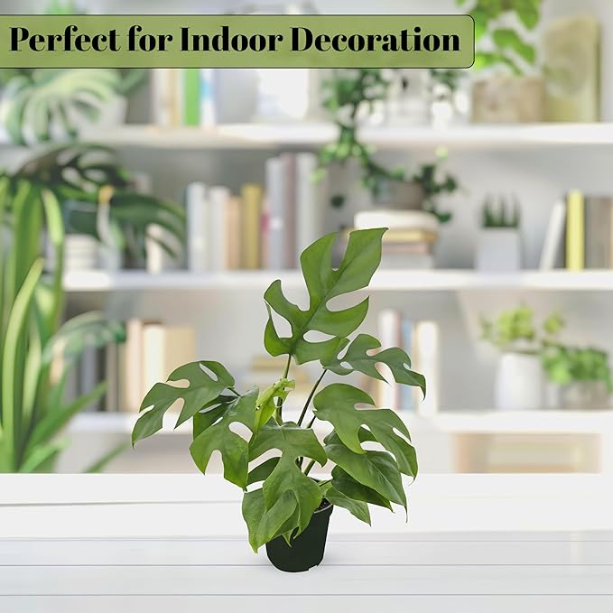 Bumble Plants Rhaphidophora Tetrasperma Mini Monstera 'Ginny' Full Size Live Houseplant | Easy Care, Live Indoor House Plants Fast-Growing Tropical Vine Air-Purifying Houseplant