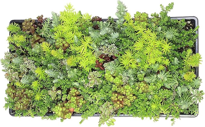 10 in. x 20 in. Sedum Groundcover Mat, Non-toxic Hardy Stonecrop for Landscaping, Live Succulents, Pet Friendly Plants for Cats & Dogs, Drought Resilient, Easy Care