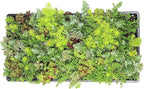 10 in. x 20 in. Sedum Groundcover Mat, Non-toxic Hardy Stonecrop for Landscaping, Live Succulents, Pet Friendly Plants for Cats & Dogs, Drought Resilient, Easy Care