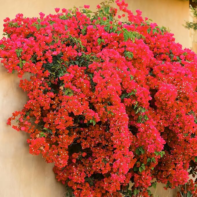 2 Bougainvillea Live Plants, Tropical Bougainvillea Flowering Vine, Fast Growing Outdoor and Container Plant, 4-8'' Tall (Doubel Red Blooms)