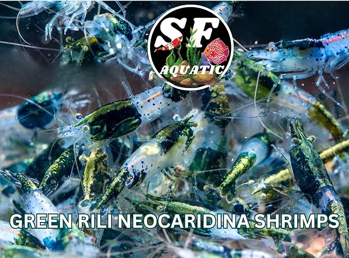 SF Aquatic™ 20 Green Rili High Grade Neocaridina Live Freshwater Aquarium Shrimps Fully Mature Breeding Age. Live Arrival Guarantee.
