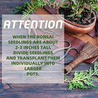 Indoor Bonsai Starter Kit - 5 Seeds Growing Complete Set with Gardening Tools for Beginners, Home DIY Mini Garden Gift for Adults
