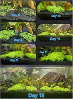 2 Pack Aquarium Plants for Fish Tank, Easy Growing, Real Carpet Decor for Fish Tank/Terrarium
