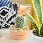 Altman Plants, Assorted Cactus Plants Live Plants (3PK), Cactus Plant Live Succulents Plants Live Cactus Decor, Indoor Plants Live House Plants in Cactus Soil, Live Cacti Plants Live Succulent Plants