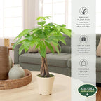 Live Braided Money Tree Pachira Aquatica Indoor Houseplant in Arcadia Garden Product's Branded Plastic Pot, Tropical Plant Collector Gift for Home and Garden Decor, 4-in, Beige