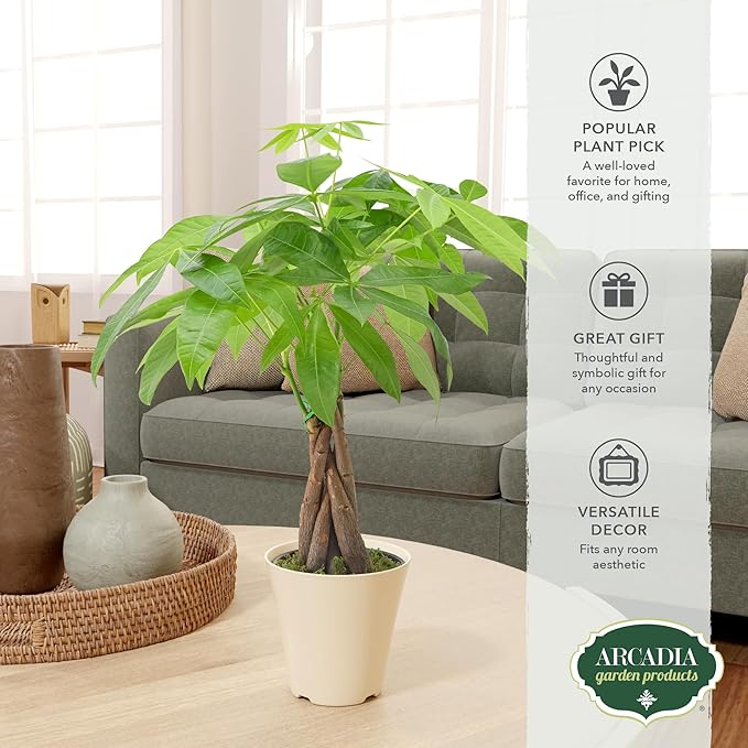 Live Braided Money Tree Pachira Aquatica Indoor Houseplant in Arcadia Garden Product's Branded Plastic Pot, Tropical Plant Collector Gift for Home and Garden Decor, 4-in, Beige
