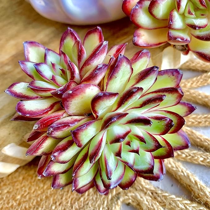 FWPP Succulents Plants Live Echeveria ‘Red Flame’,Mini Succulents Red 3 inches Mini Succulents,Bare Root Without Pot,Succulent Plant Live Decoration Plant Gifts