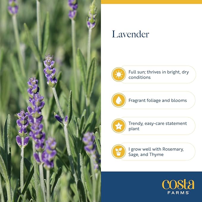 Costa Farms Lavender Live Outdoor Plants (2-Pack), Fragrant Perennial Flowers in 2-Quart Grow Pots, Aromatic Purple Blooms for Patio, Landscaping, Garden Beds, and Home Decor, Attracts Pollinators