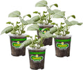 Bonnie Plants Garden Sage Live Herb Plants - 4 Pack, Easy To Grow, Non-GMO, Perennial In Zones 5 to 8, Key Ingredient Of Poultry Seasoning & Turkey Stuffing
