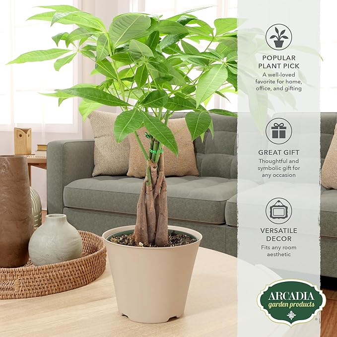 LV64 Live Braided Money Tree Pachira Aquatica Indoor Houseplant in Arcadia Garden Product's Branded Plastic Pot, Tropical Plant Collector Gift for Home and Garden Decor, 6-inch, Tan