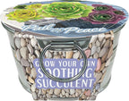 Unique Gardener Grow Your Own Succulents Plant Seeds 3-Pack, DIY Indoor Succulents and Live Plants for Home or Garden Planting, Pail of Peace