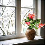 Thanksgiving Cactus,Coral Seasonal Blooms, Live Indoor Plant, Flowering Houseplant, Christmas Cactus, 4-Inch Pot, Holiday Decor, Pet Safe, Free Heat Pack