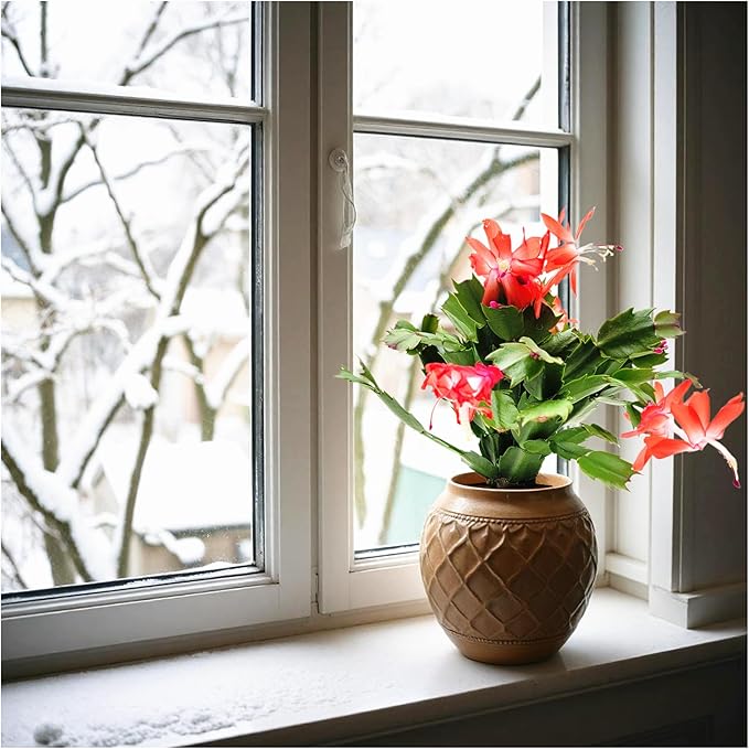 Thanksgiving Cactus,Coral Seasonal Blooms, Live Indoor Plant, Flowering Houseplant, Christmas Cactus, 4-Inch Pot, Holiday Decor, Pet Safe, Free Heat Pack