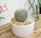 Altman Plants, Assorted Cactus Plants Live Plants (3PK), Cactus Plant Live Succulents Plants Live Cactus Decor, Indoor Plants Live House Plants in Cactus Soil, Live Cacti Plants Live Succulent Plants