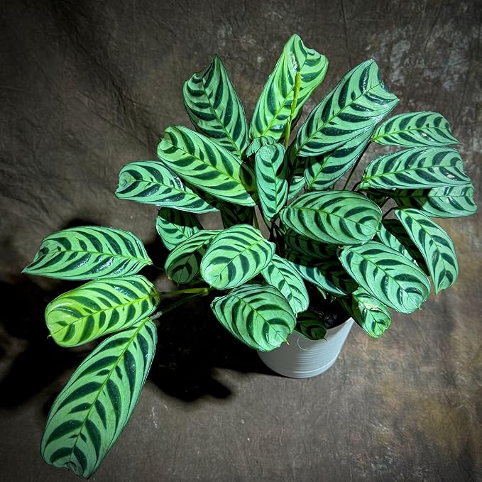 PLANTVERS Calathea Burle Marx in a 6” Decorative Pot – Burle Marxii Houseplant – Live Fishbone Prayer Houseplant – Tropical Indoor Plant – Low Maintenance Indoor Plant Safe for Cats