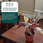 Stromanthe Triostar Live Plant in 6" Pot – Tricolor Indoor Houseplant, Pink Green White Variegated Foliage, Easy Care, Low Maintenance, Pet Friendly