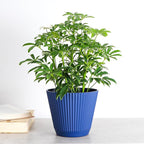 Thorsen's Greenhouse Live Arboricola Umbrella Tree Plant, Schefflera Arboricola, Natural Air Purifier, Easy to Grow, Live Indoor Houseplant, 6-inch Diameter (Navy (6" Pot))