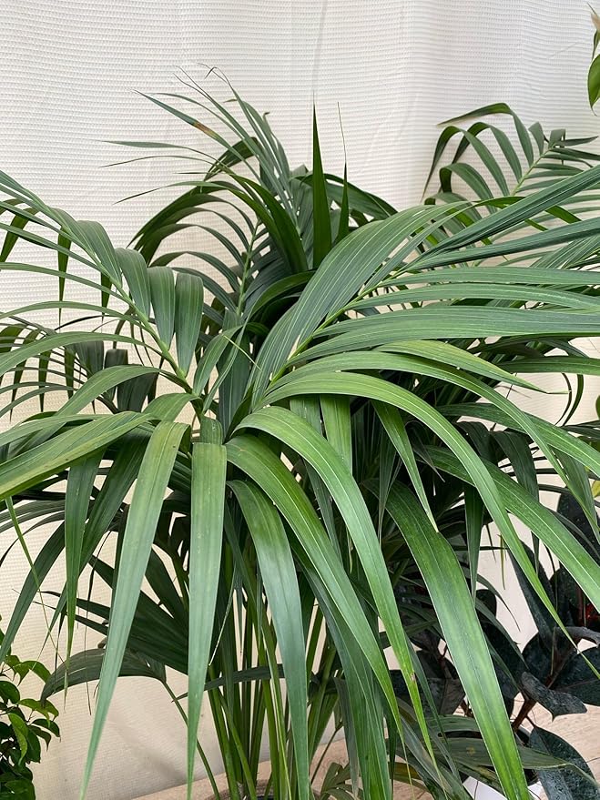 Kentia Palm Tree, Howea Forsteriana, Live Plant - Exotic and Rare Indoor/Outdoor Plant, Tropical Garden Plant, Low Maintenance, Air Purifying Plant (2gal Pot, 2-3ft)