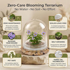 Persian Violet Terrarium, Elegant Live Flowering Plant Gift, Continuous Blooming, Self-Growing, No-Watering, Zero-Maintenance Indoor Glass Décor