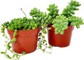 Fat Plants San Diego Succulent Plant(s) Fully Rooted in 4 inch Planter Pots with Soil - Real Live Potted Succulents/Unique Indoor Cactus Decor (2, String of Pearls and Sedum Burrito Combo)