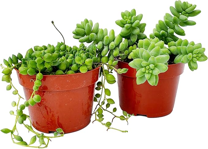 Fat Plants San Diego Succulent Plant(s) Fully Rooted in 4 inch Planter Pots with Soil - Real Live Potted Succulents/Unique Indoor Cactus Decor (2, String of Pearls and Sedum Burrito Combo)