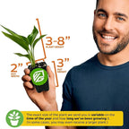 Orange Bird of Paradise Live Plant - Strelitzia Reginae by Wellspring Gardens - Tropical Flowering Perennial, Exotic Indoor/Outdoor Houseplant, Easy Care, Low Maintenance (2-Pack)