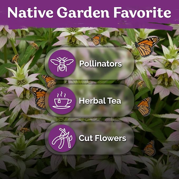 KVITER 350 Spotted Bee Balm Seeds (Monarda Punctata) - Horsemint, Aromatic Oregano Scent, Pollinator Favorite Wildflower, Non GMO Heirloom Seed - Biennial Flower Seeds in Seed Packets for Outdoors