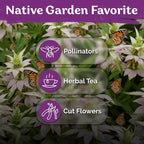 KVITER 350 Spotted Bee Balm Seeds (Monarda Punctata) - Horsemint, Aromatic Oregano Scent, Pollinator Favorite Wildflower, Non GMO Heirloom Seed - Biennial Flower Seeds in Seed Packets for Outdoors