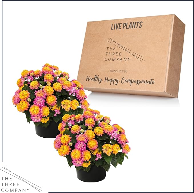 Live Flowering Lantana - Havana Sunrise (2 Plants Per Pack) - Healthy Blooming Pollinator, 8" Tall by 5" Wide in 1 Qt Pot