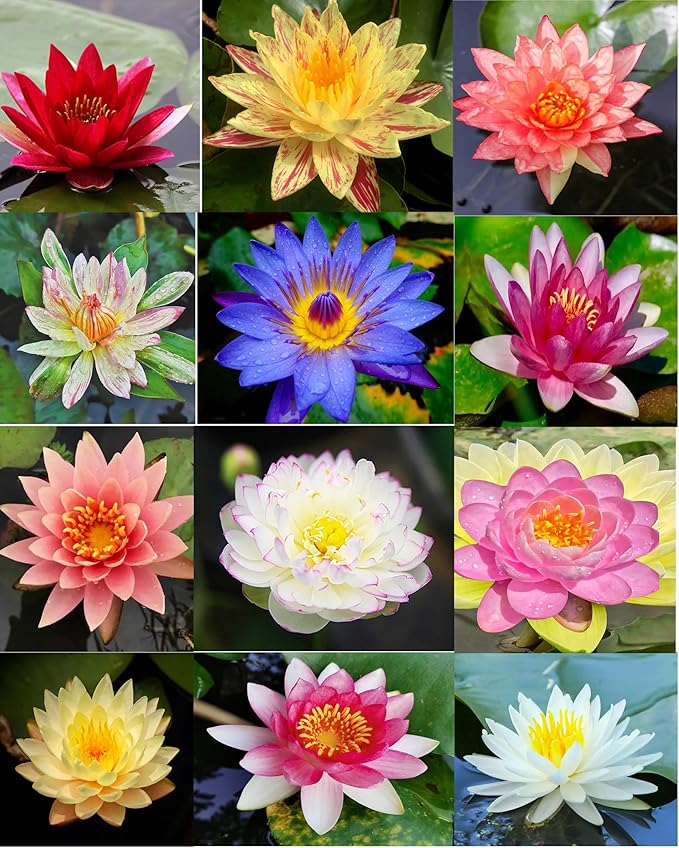 30 PCS Bowl Lotus Seeds Bonsai Lotus Seeds for Planting Water Lily Pink Purple Red Flower Aquatic Plants Seed Pond Plants Non GMO Home Garden Flowering