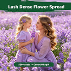 800+ Purple Aubrieta Rock Cress Seeds for Planting, Perennial Ground Cover Flower Seeds for Rock Gardens, Borders & Slopes, Attracts Butterflies & Pollinators