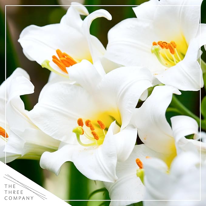 Live Flowering Easter Lily in Deco Cover (2 Plants Per Pack), 3+ Blooms Per Plant, 12" Tall by 6" Wide in 1.25 Qt Pot